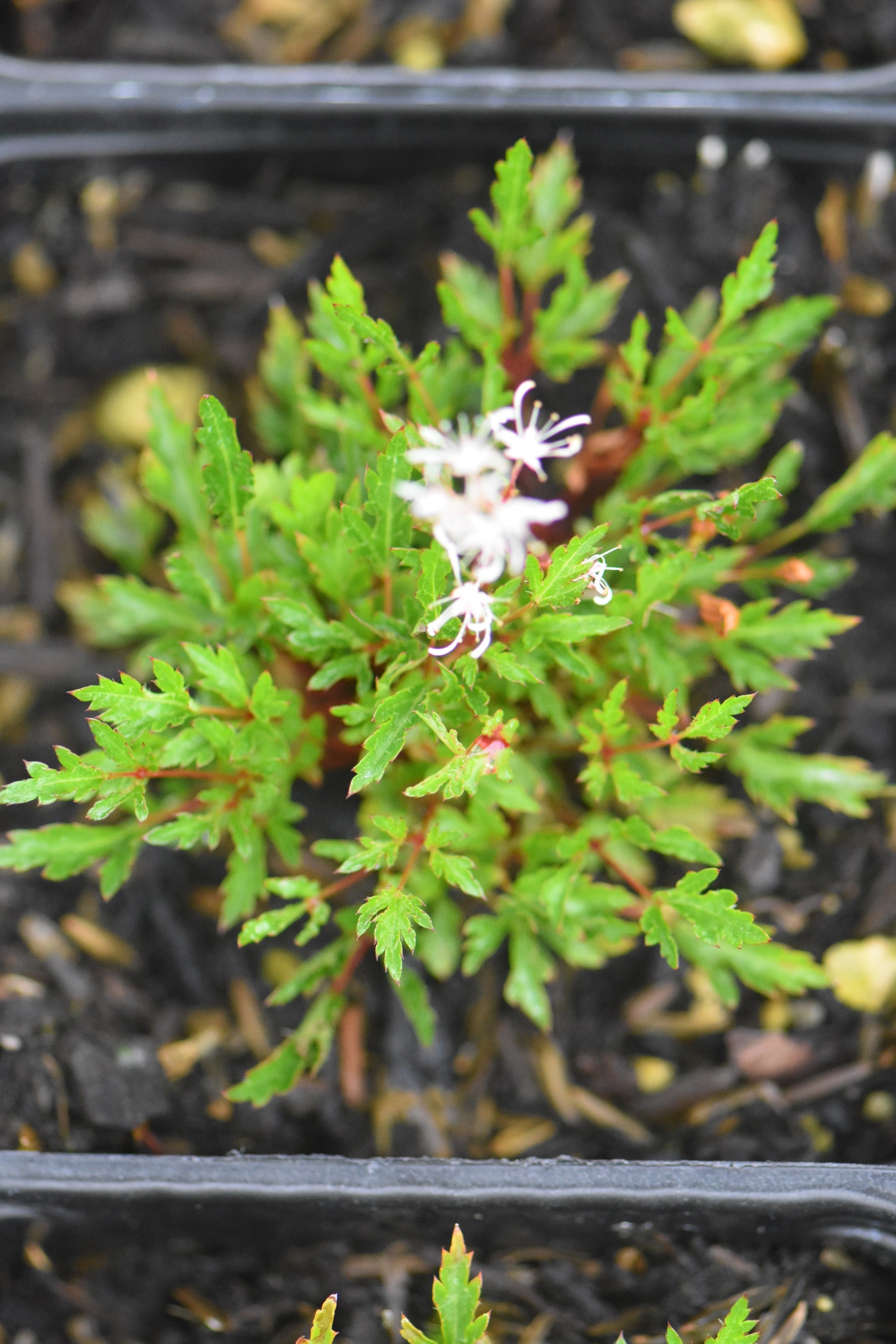 Astilbe glaberrima 'Yakushima' (Micro Astilbe)