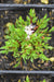 Astilbe glaberrima 'Yakushima' (Micro Astilbe)