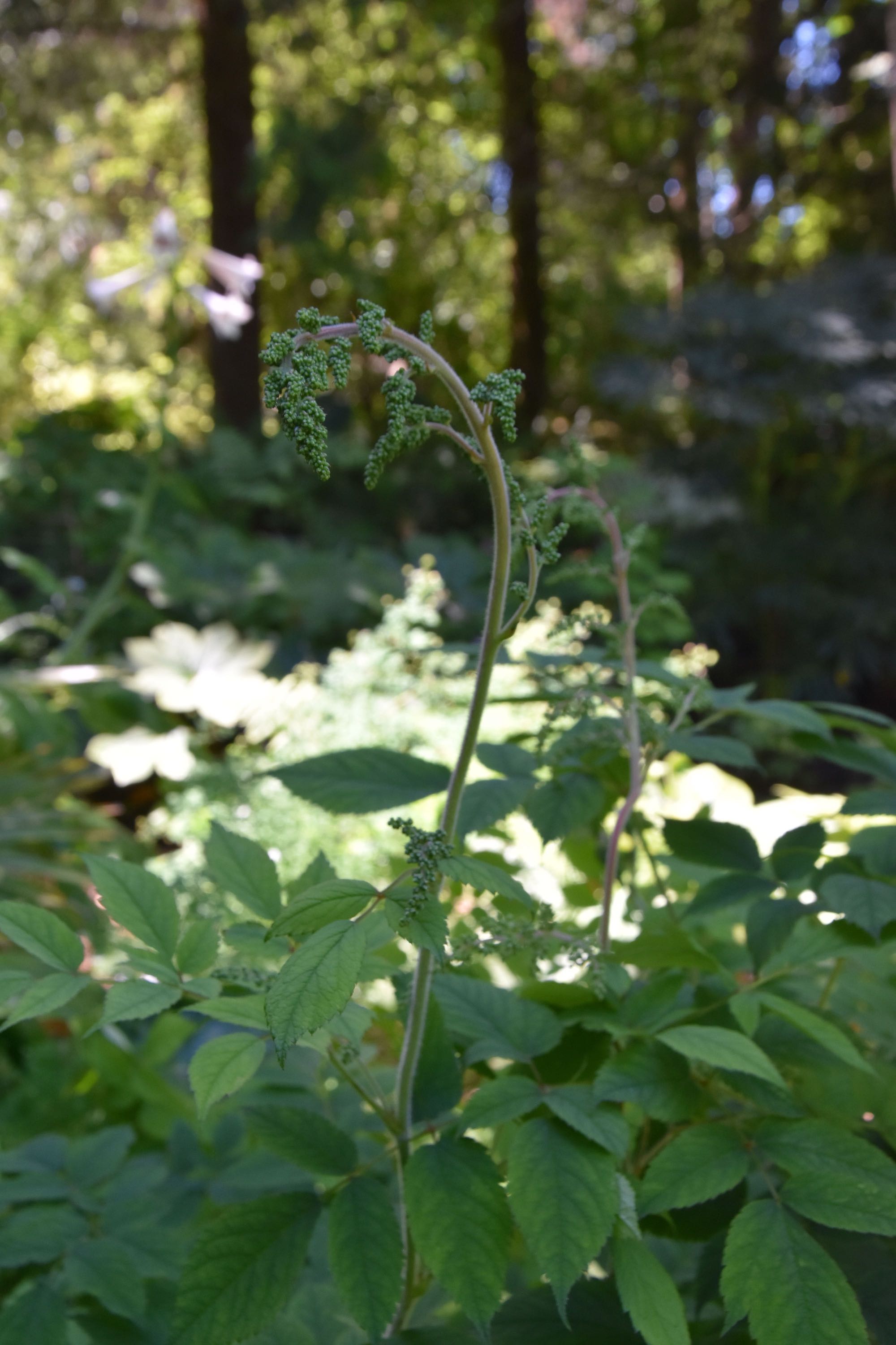 Astilbe rivularis ZHNP 166 (Giant Waterside Astilbe) - Keeping It Green ...
