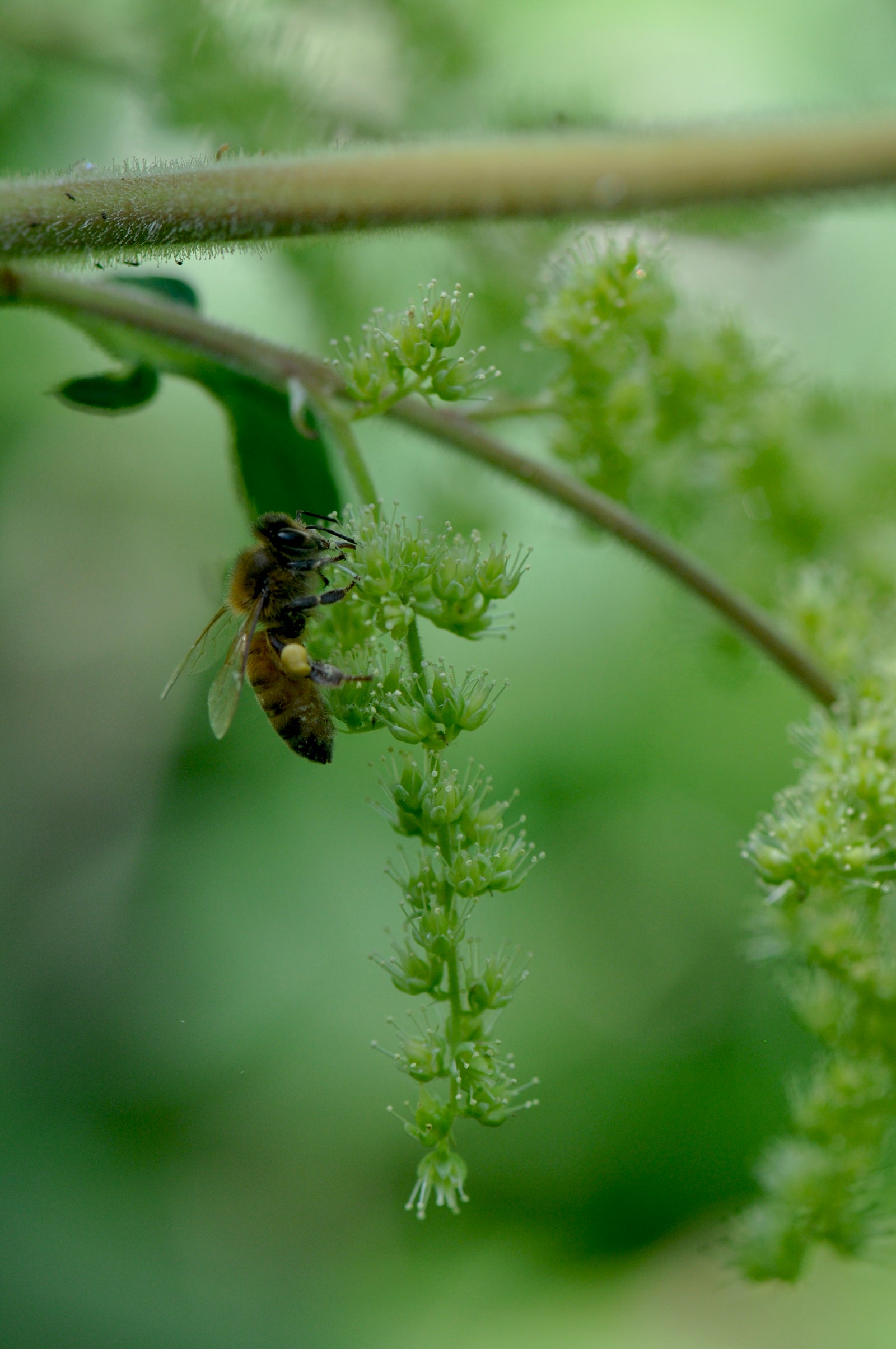 Astilbe rivularis ZHNP 166 (Giant Waterside Astilbe)