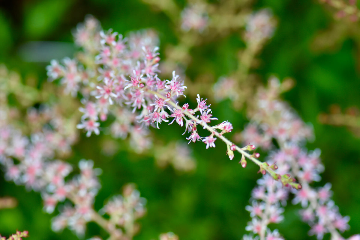 Astilbe simplicifolia &#39;Sprite&#39; (Dwarf Astilbe)