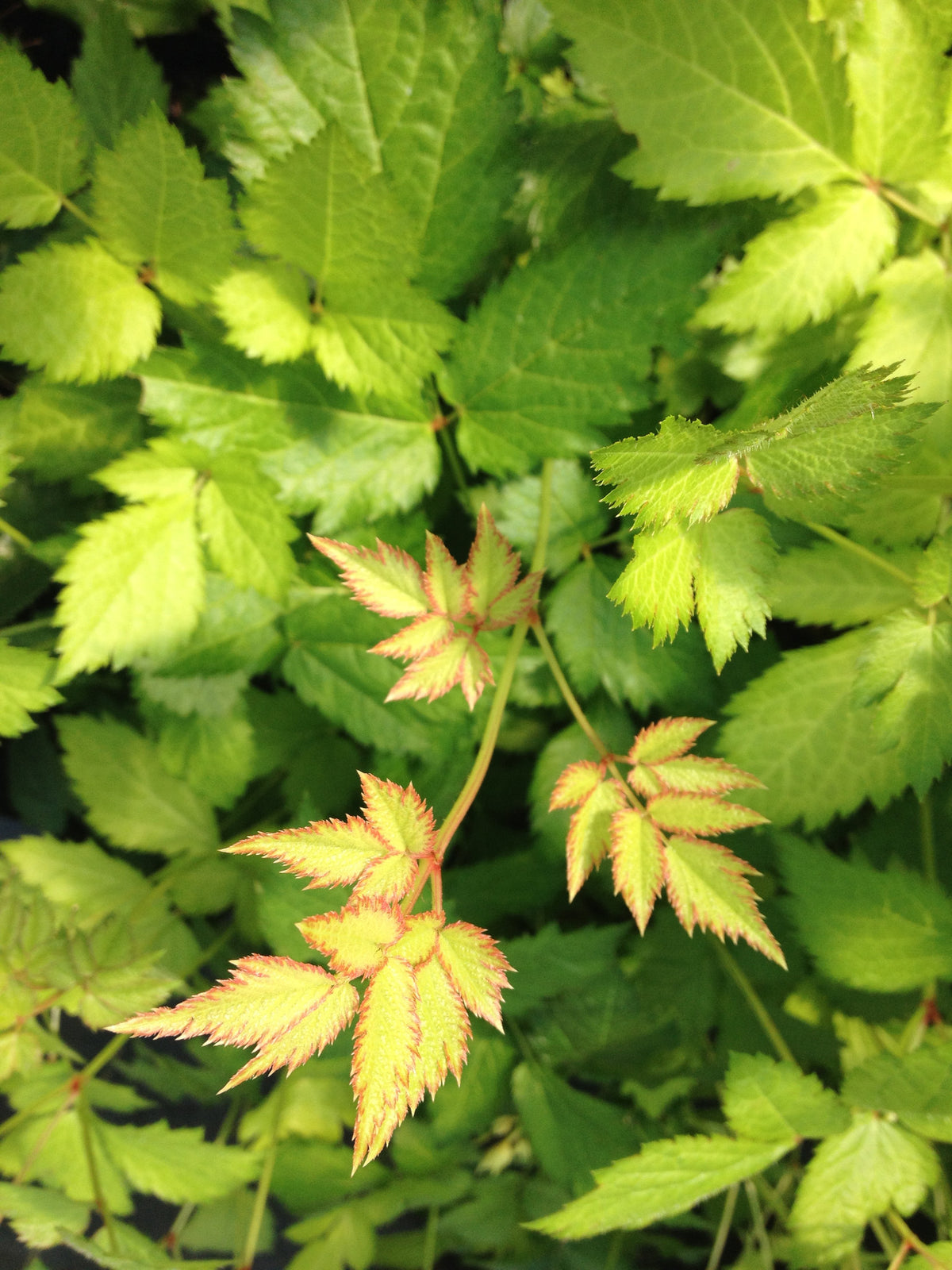 Astilbe chinensis &#39;Royal Sentinel&#39;  (Chinese False Spiraea, False Goat&#39;s Beard)