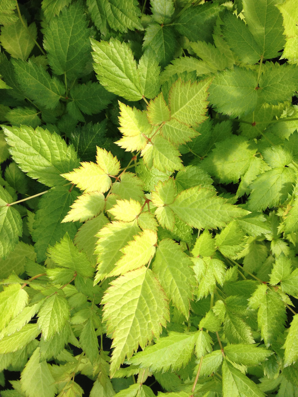 Astilbe chinensis &#39;Royal Sentinel&#39;  (Chinese False Spiraea, False Goat&#39;s Beard)