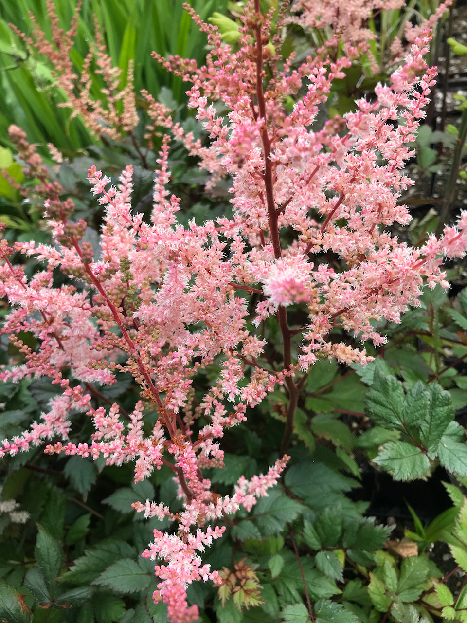Astilbe chinensis 'Spotlight' (Spotlight Astilbe)