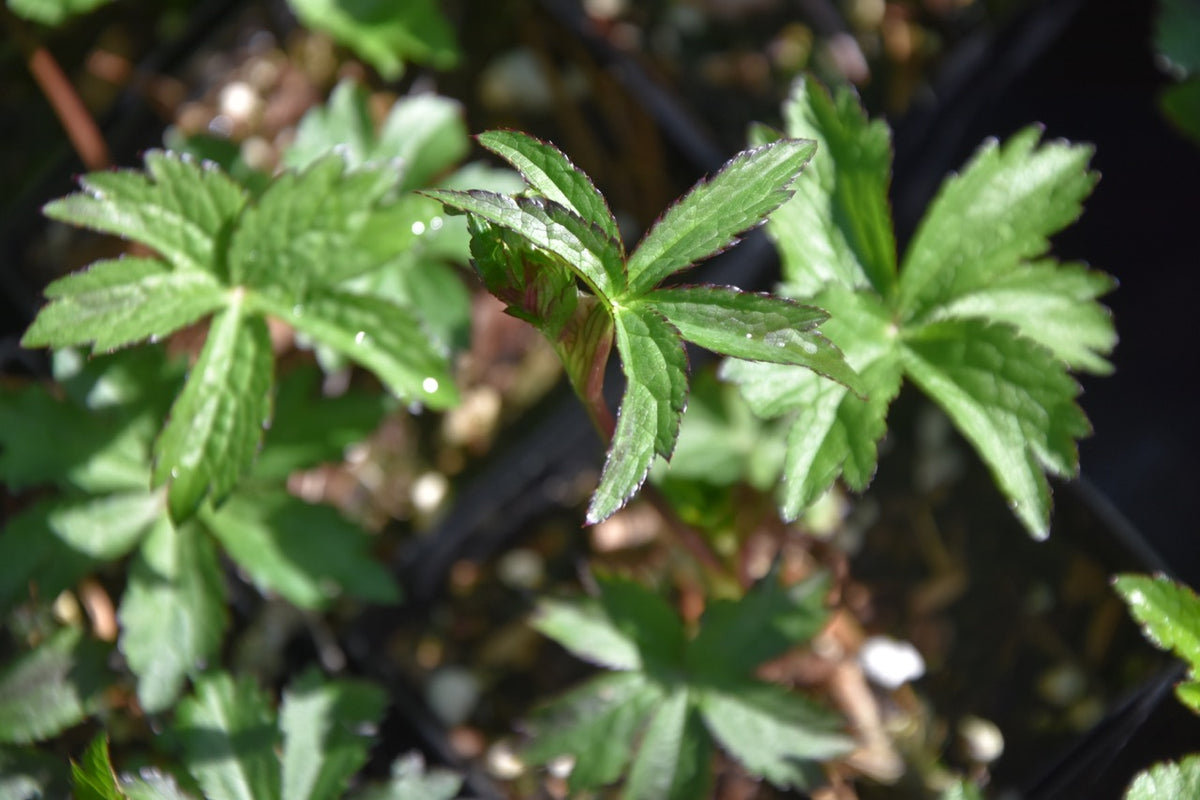 Astrantia major &#39;Burgundy Manor&#39;  (Masterwort)