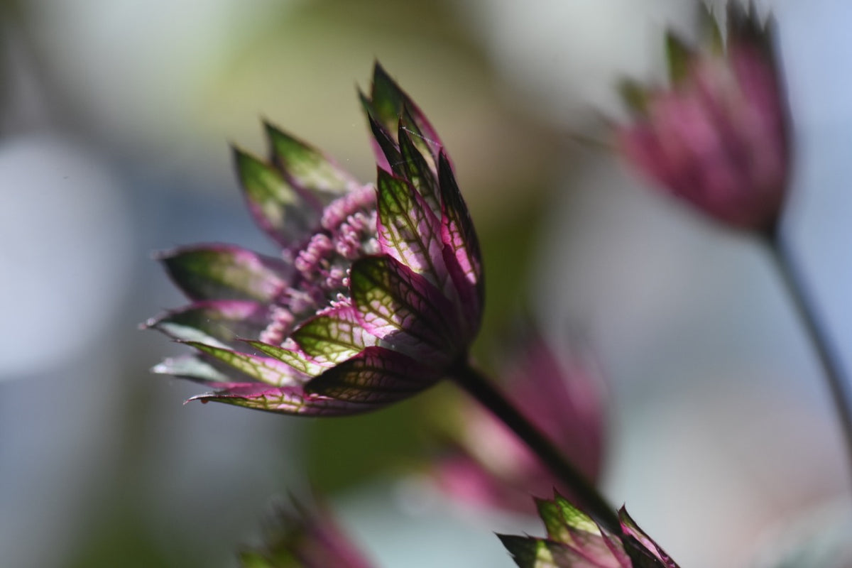 Astrantia major &#39;Burgundy Manor&#39;  (Masterwort)