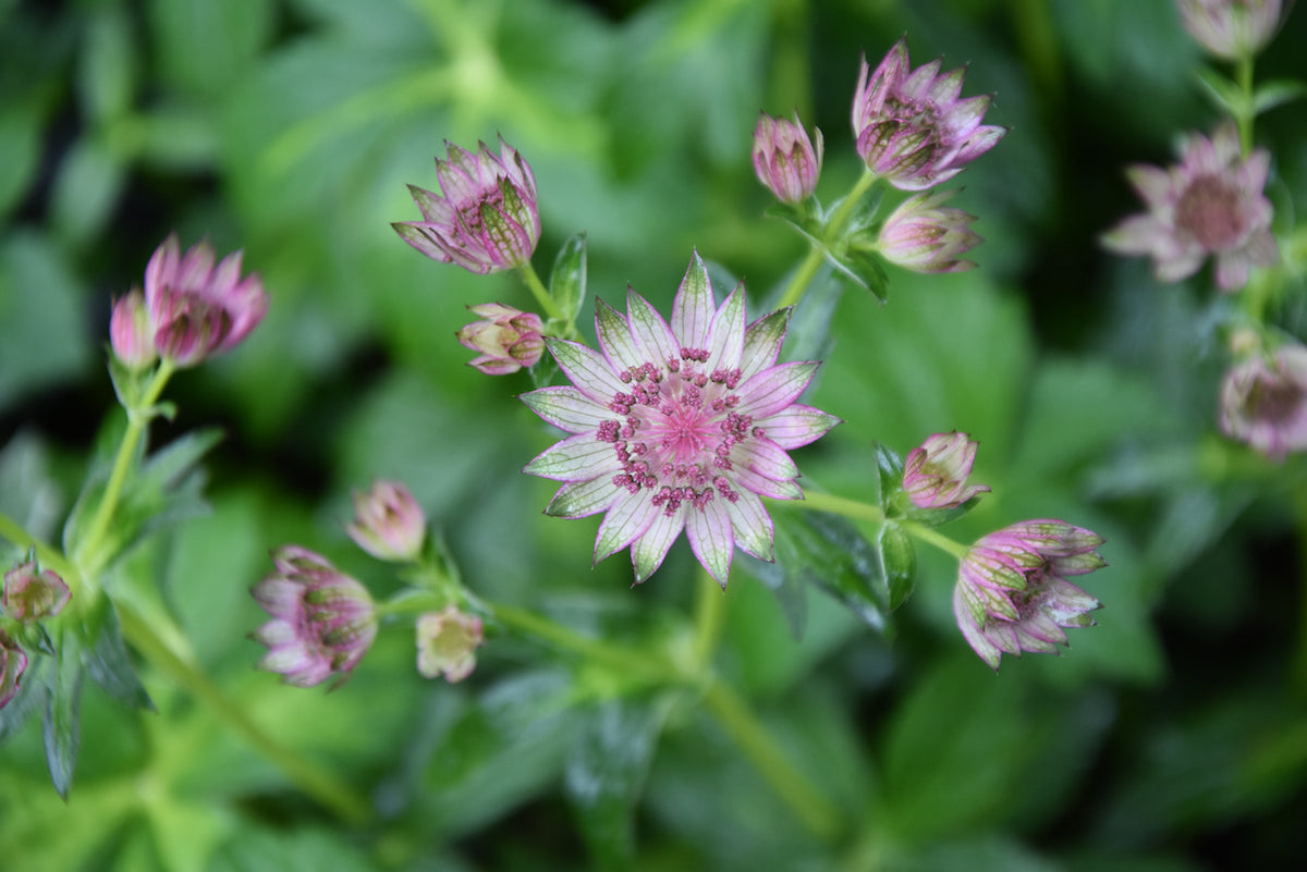 Astrantia major &#39;Masterpiece&#39;  (Variegated Masterwort)