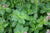 Astrantia major 'Masterpiece'  (Variegated Masterwort)