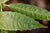 Aucuba chinensis  HWJ006 Male (Chinese Aucuba)