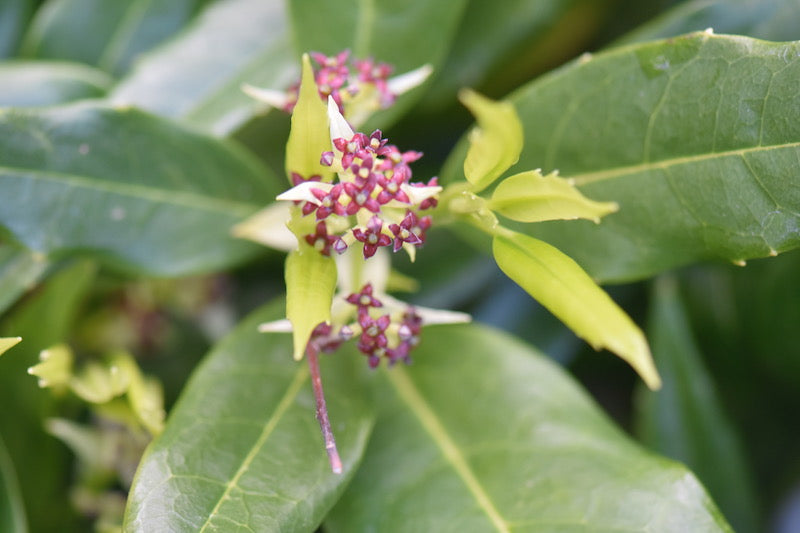Aucuba japonica &#39;Serratifolia&#39; Female (Sawtoothed Japanese Aucuba)