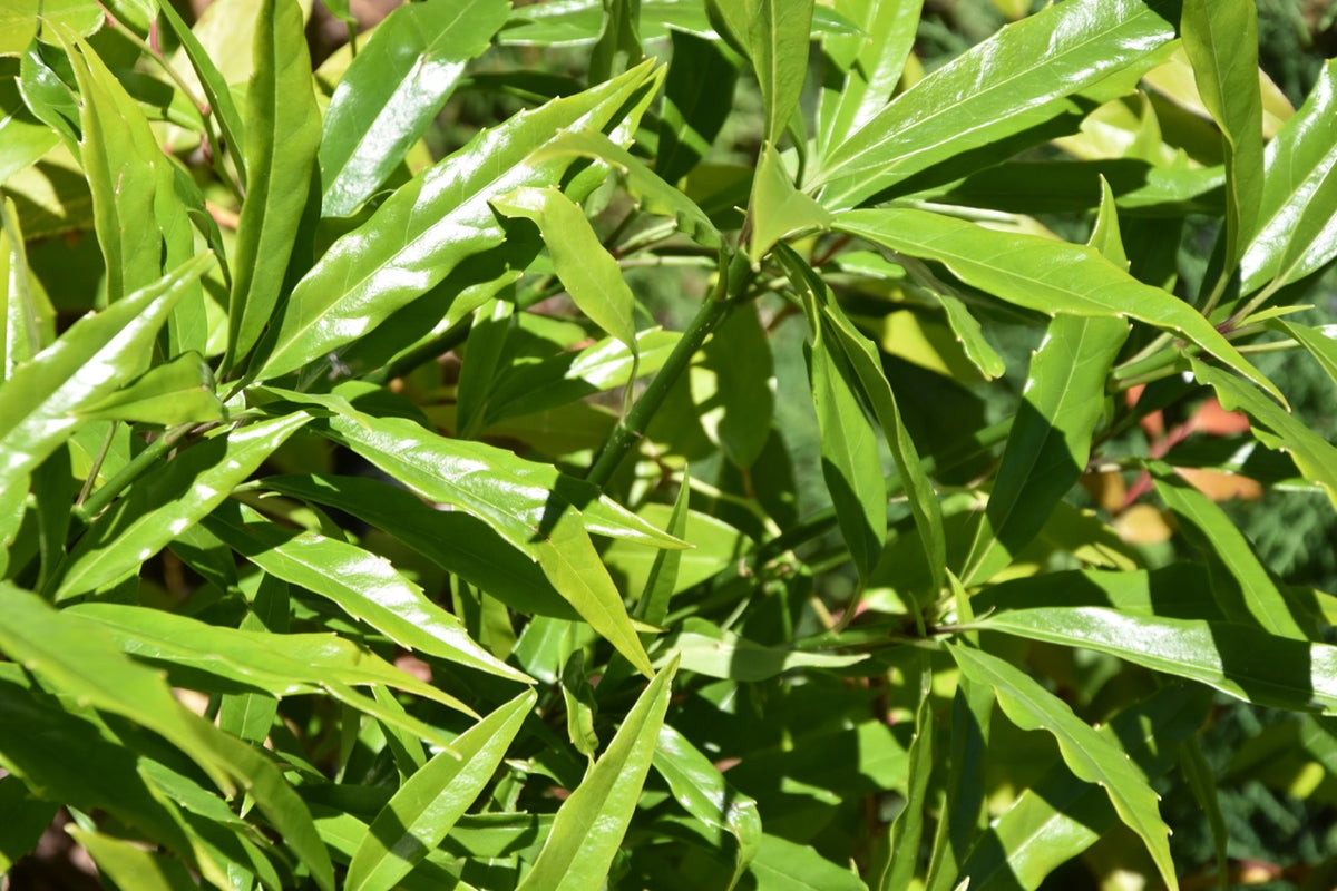 Aucuba japonica &#39;Serratifolia&#39; Female (Sawtoothed Japanese Aucuba)