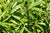 Aucuba japonica 'Serratifolia' Female (Sawtoothed Japanese Aucuba)