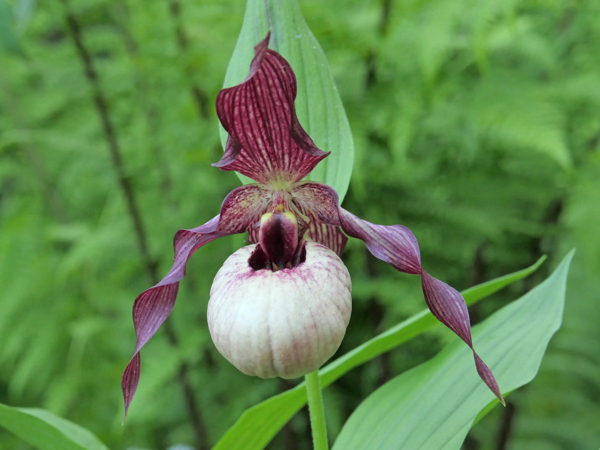 Cypripedium &#39;Axel&#39;  (Lady&#39;s Slipper Orchid)