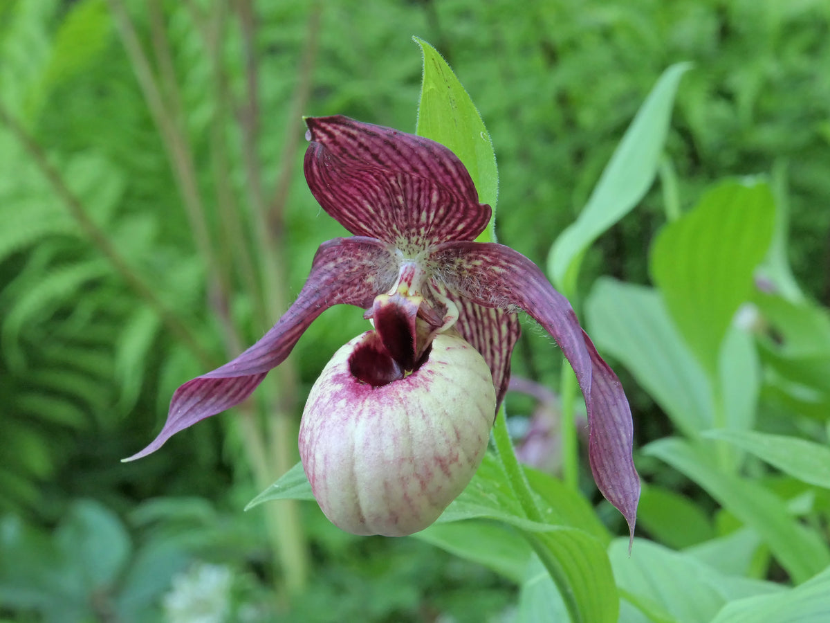 Cypripedium &#39;Axel&#39;  (Lady&#39;s Slipper Orchid)