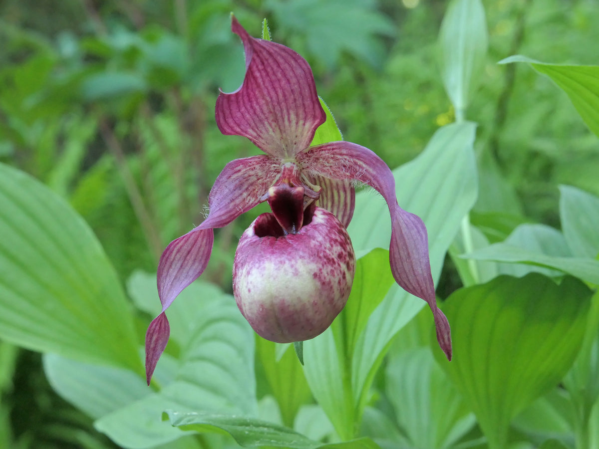 Cypripedium &#39;Axel&#39;  (Lady&#39;s Slipper Orchid)