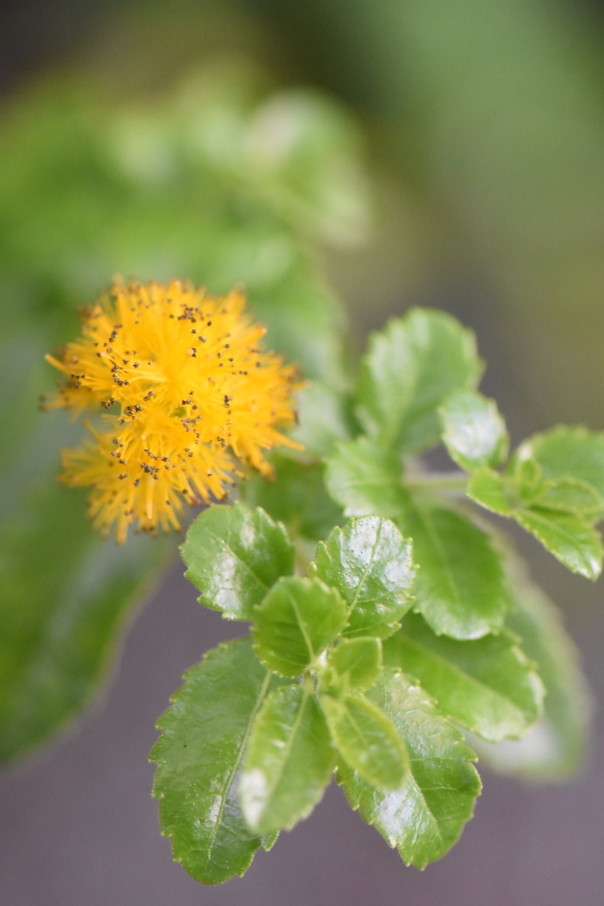Azara dentata (Fragrant Toothed Azara)