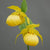 Cypripedium 'Barry Phillips' (Hardy Orchid)