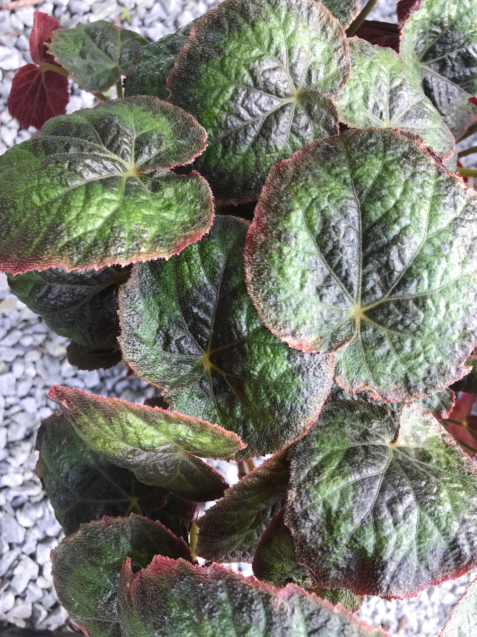 Begonia sp. DJHAP 18003 &#39;Tectonic Magma&#39;