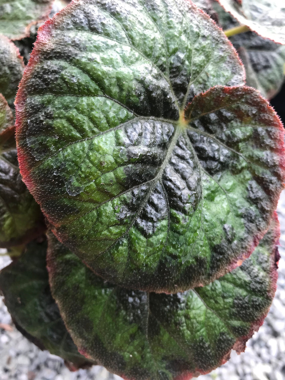 Begonia sp. DJHAP 18003 'Tectonic Magma'