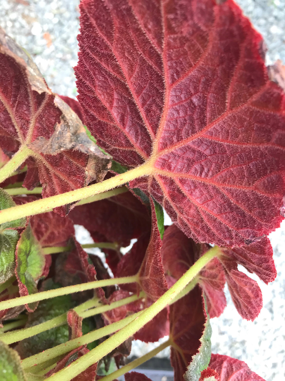 Begonia sp. DJHAP 18003 &#39;Tectonic Magma&#39;
