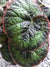 Begonia sp. DJHAP 18003 'Tectonic Magma'