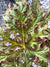 Begonia sp. DJHAP 18072 'Tectonic Eruption'