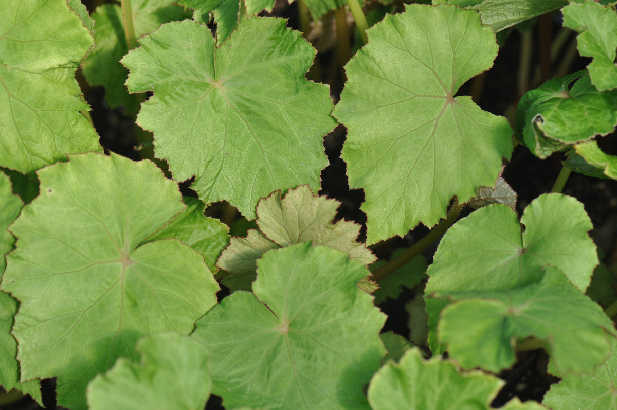 Begonia emeiensis DJHC 98479  (Hardy Begonia)