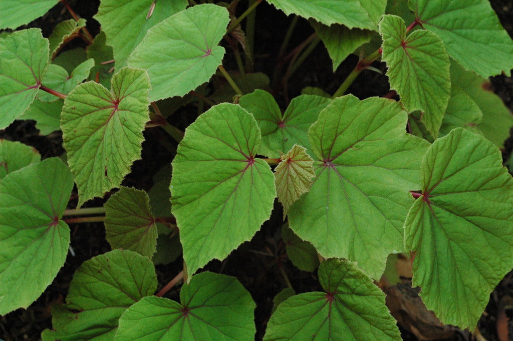 Begonia grandis var. evansiana (Hardy Begonia)