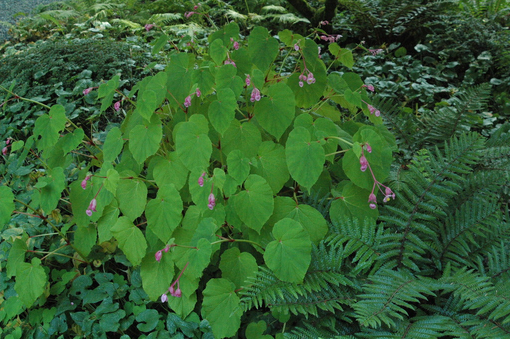 Begonia grandis &#39;Herons Pirouette&#39;   (Hardy Begonia)