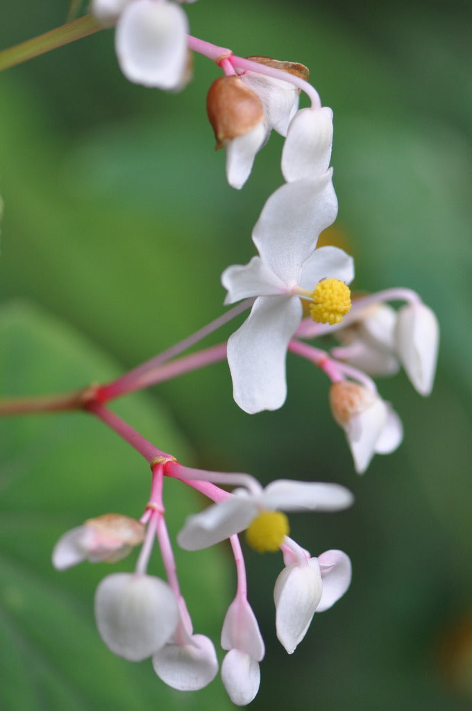 Begonia grandis var. evansiana (Hardy Begonia)