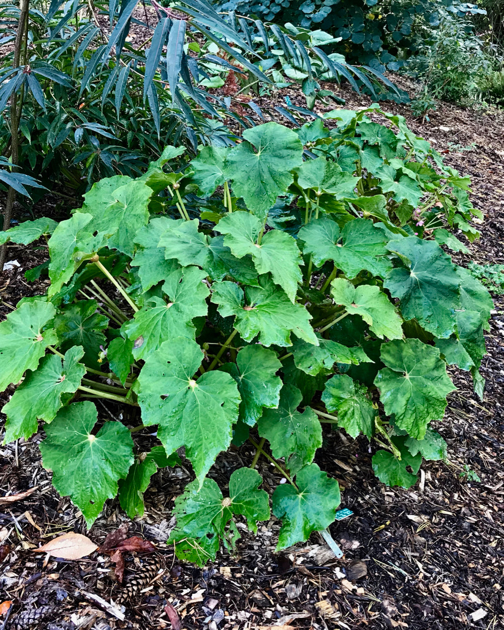 Begonia emeiensis DJHC 98479  (Hardy Begonia)