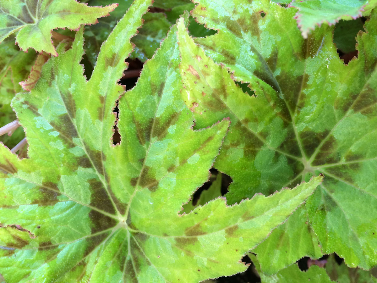 Begonia taliensis (Hardy Variegated Begonia)