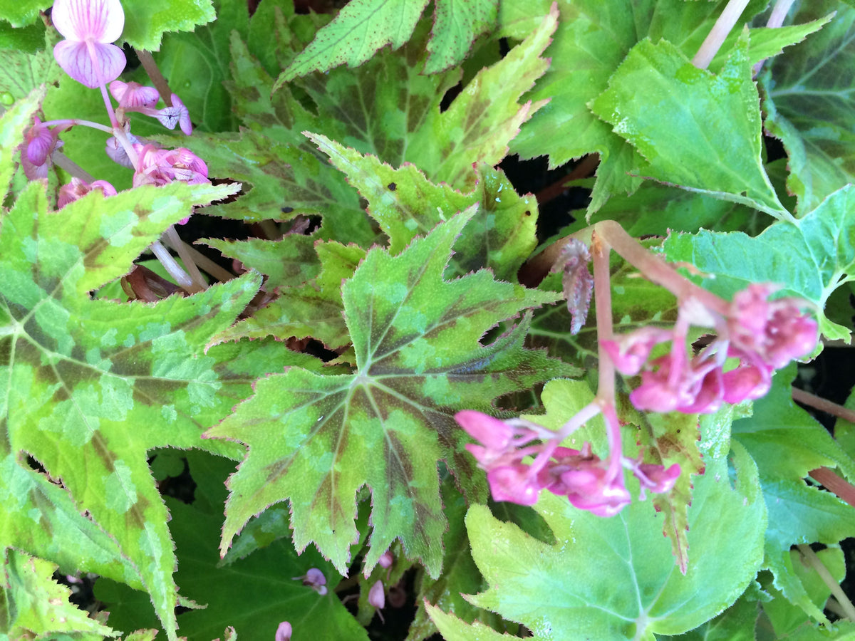Begonia taliensis (Hardy Variegated Begonia)