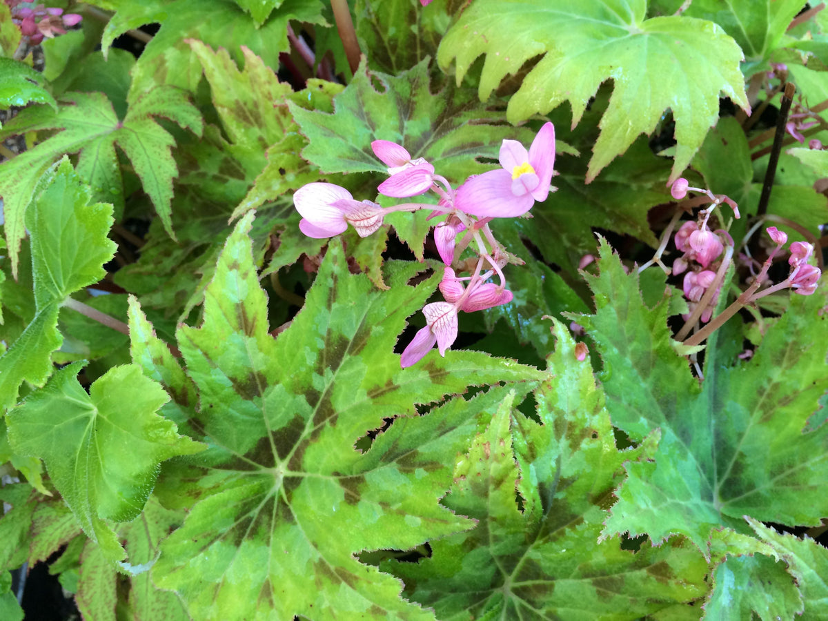 Begonia taliensis (Hardy Variegated Begonia)