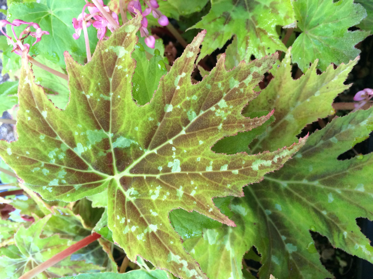 Begonia taliensis (Hardy Variegated Begonia)