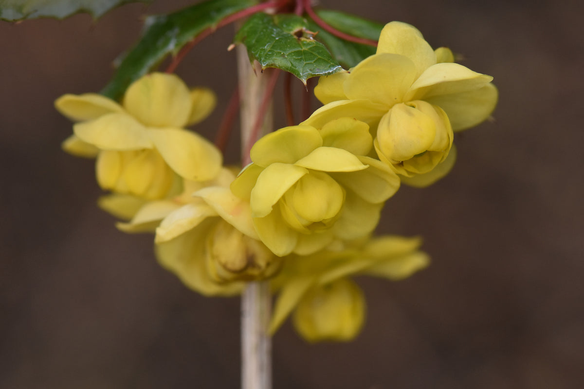 Berberis calliantha  (Black-Berried Barberry)