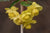 Berberis calliantha  (Black-Berried Barberry)