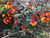 Berberis darwinii   (Darwin's Barberry)