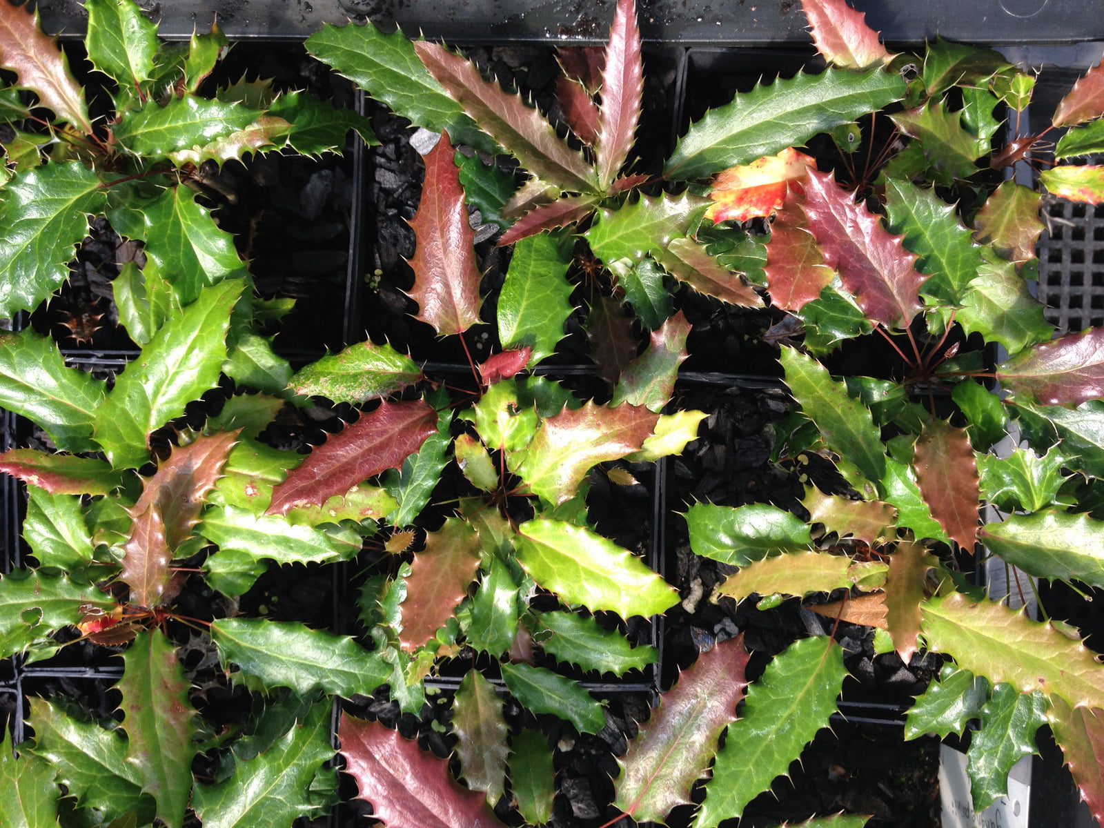 Berberis gagnepainii (Black Barberry)