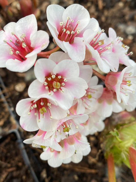 Bergenia ciliata  (Himalayan Berginia)