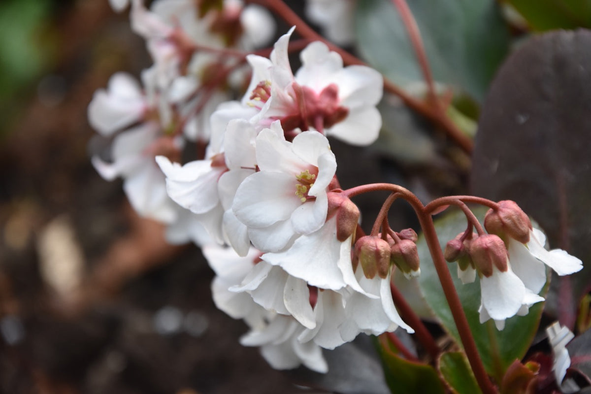 Bergenia omeiensis &#39;Merry Bells&#39;  (Omei Shan Berginia)