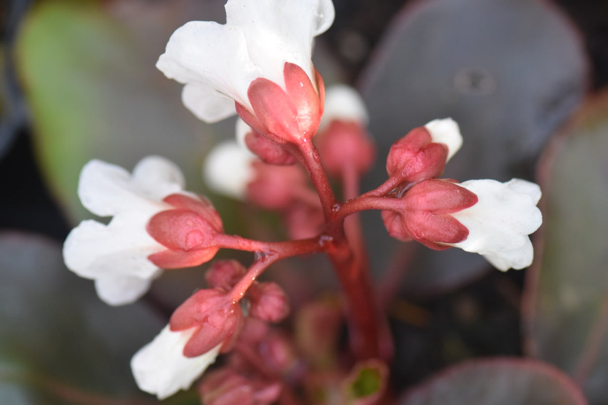 Bergenia omeiensis &#39;Merry Bells&#39;  (Omei Shan Berginia)