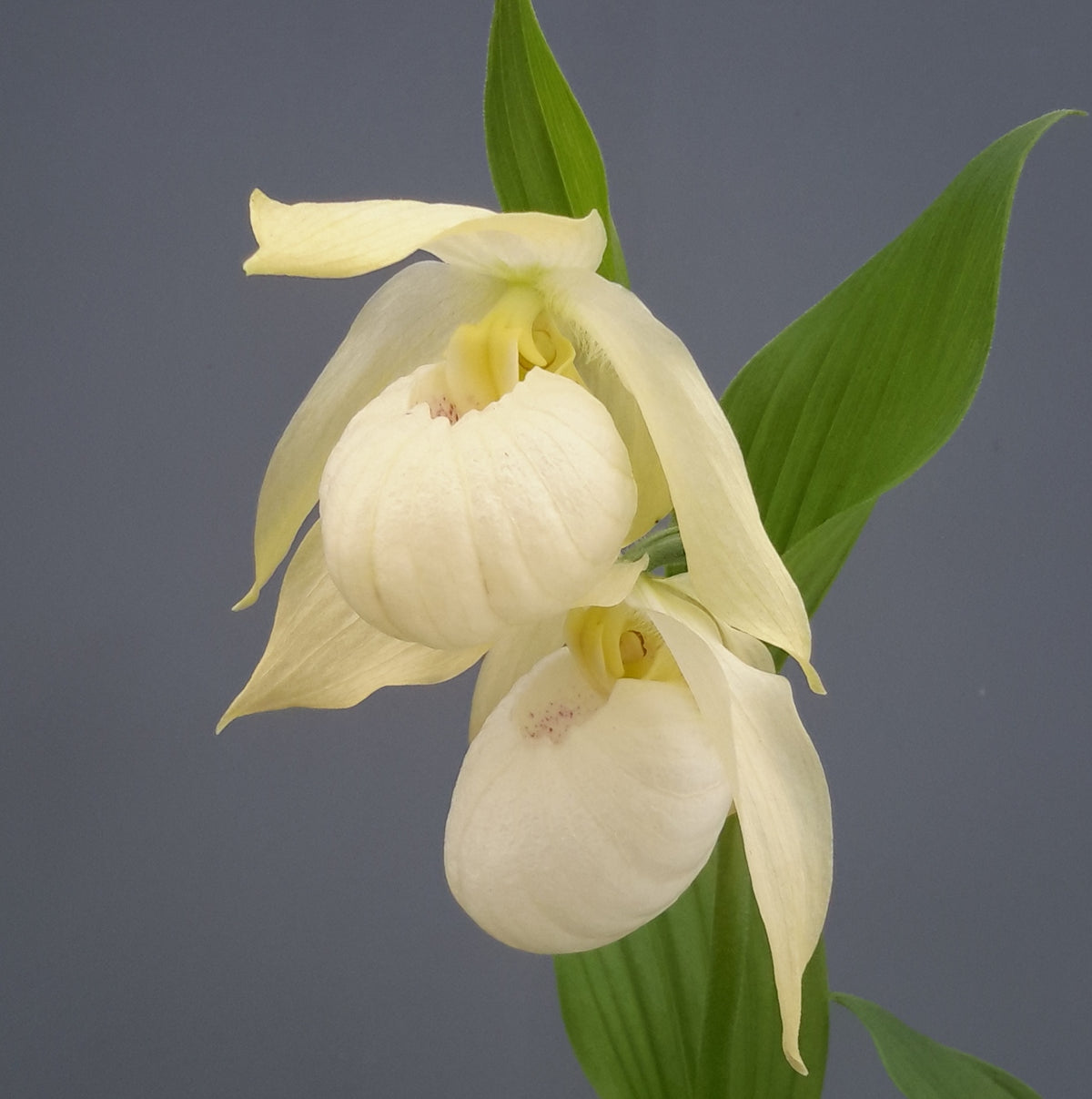 Cypripedium &#39;Bernd Pastel&#39; (Hardy Lady Slipper Orchid)