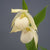 Cypripedium 'Bernd Pastel' (Hardy Lady Slipper Orchid)