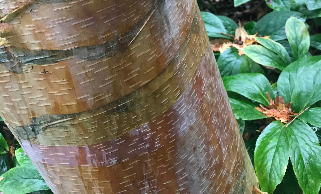 Betula albosinensis var. septentrionalis  (Chinese Red Birch)