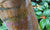 Betula albosinensis var. septentrionalis  (Chinese Red Birch)