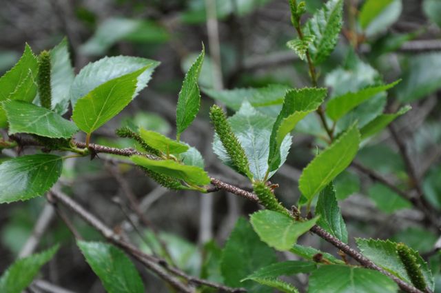Betula apoiensis (Dwarf Japanese Birch)
