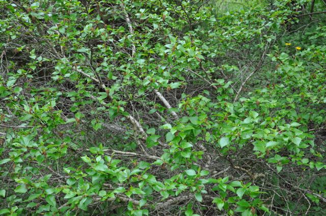Betula apoiensis (Dwarf Japanese Birch)