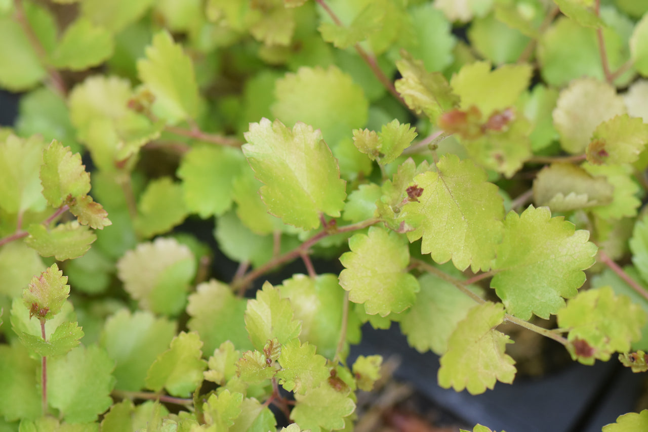 Betula x plettkei 'Golden Treasure' PPAF CBRAF Chesky Gold (Gold Leaf Dwarf Birch)