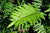 Blechnum chilense (Chilean Hard Fern)